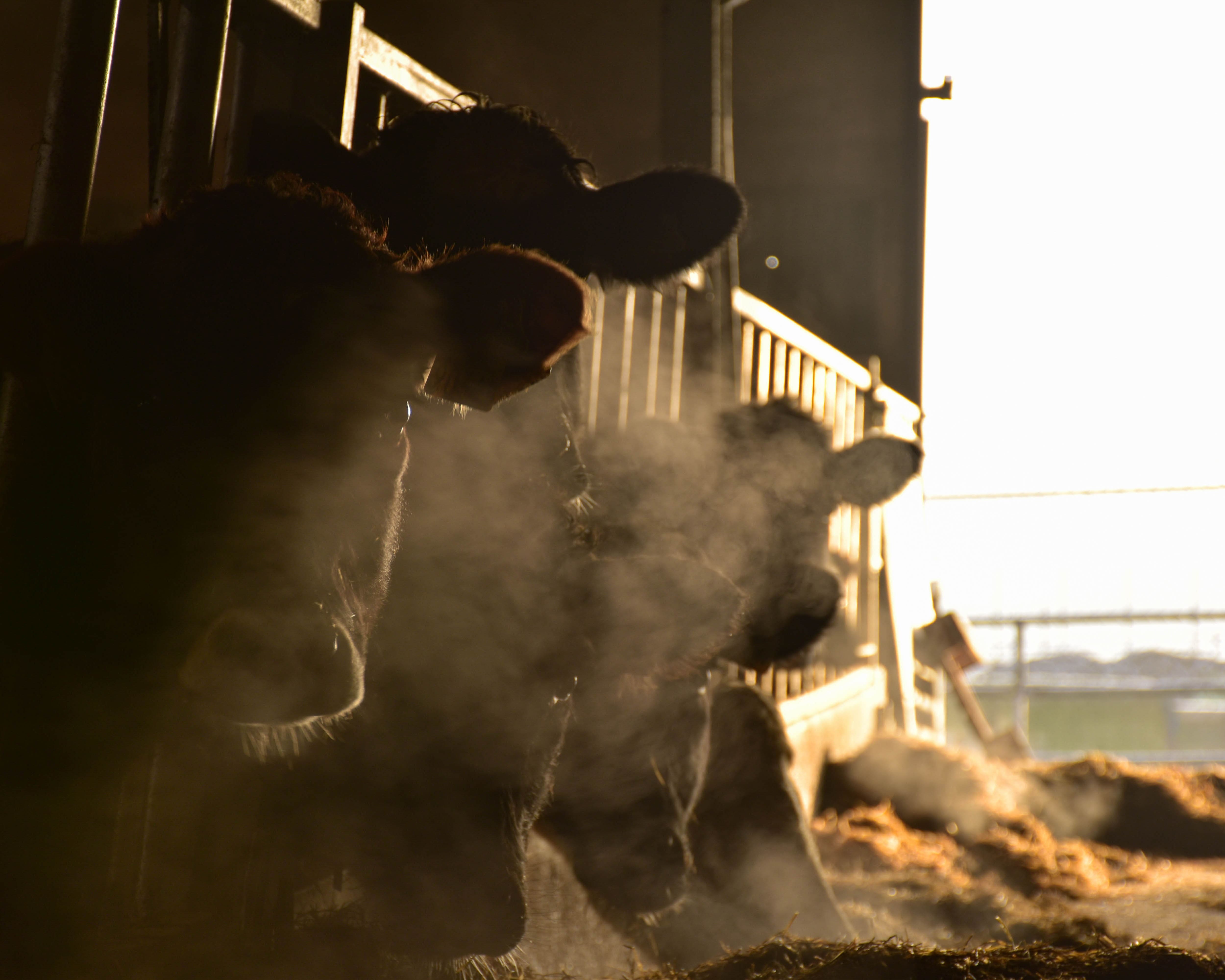 Photo de vache 1